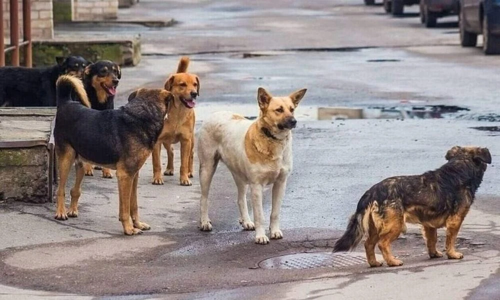 Δήμος Αλμυρού: Απαγόρευσε στους κατοίκους να ταΐζουν τα αδέσποτα